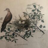 19th hand-coloured engraving