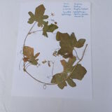 Set of 6 herbarium boards