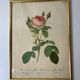 Redouté botanical lithograph