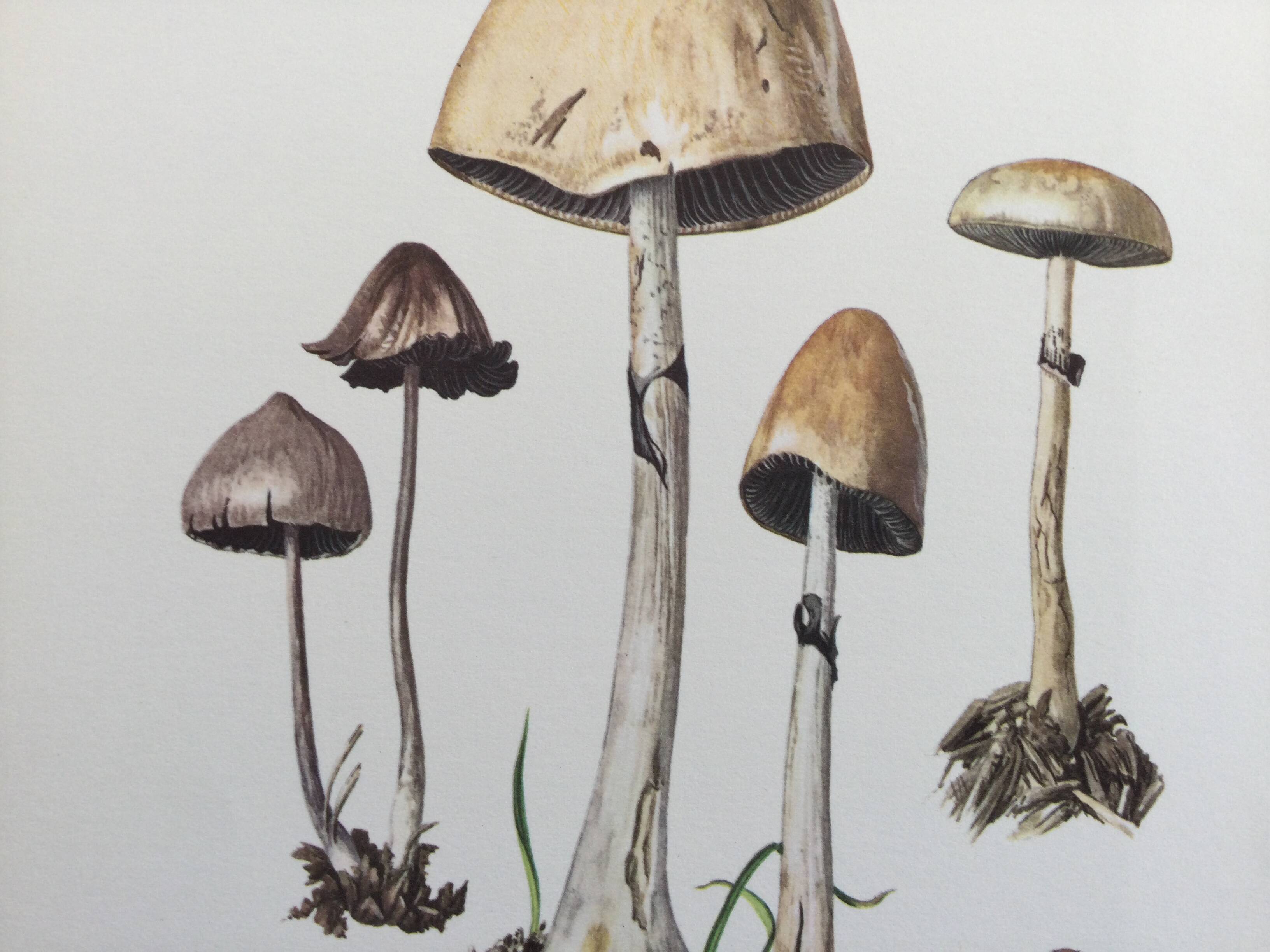 Illustration botanique Champignons  Anellaria Impression Vintage des années 60