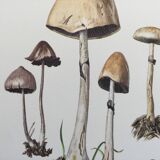 Illustration botanique Champignons  Anellaria Impression Vintage des années 60