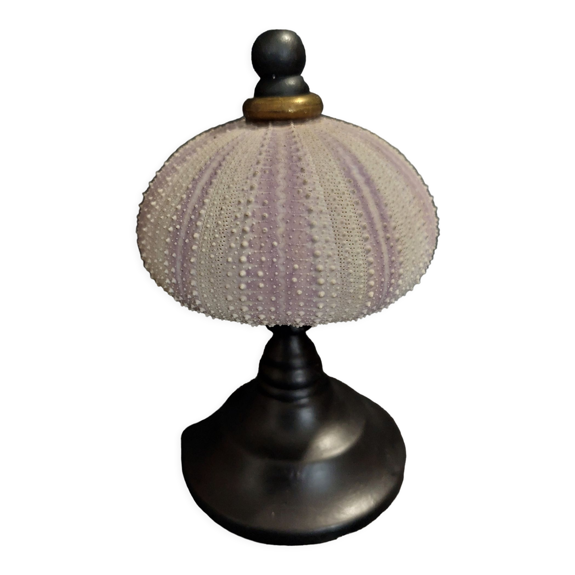 Cabinet of Curiosities sea urchin sphaerechinus granularis on base