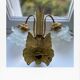 Vintage peacock bronze and pink wall light in glass paste