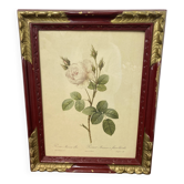Botanical poster, framed Moss Rose