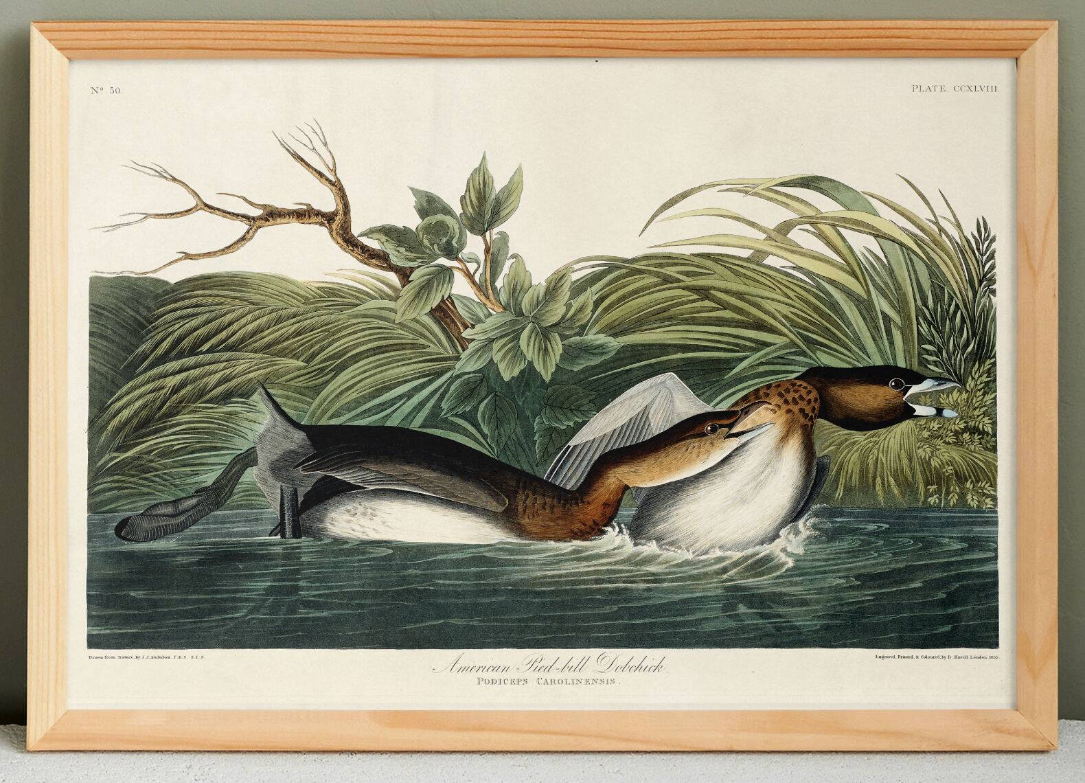 Affiche sur le Grèbe à bec rouge, d’après une gravure ancienne de 1827.