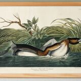 Affiche sur le Grèbe à bec rouge, d’après une gravure ancienne de 1827.