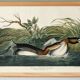Poster about the Red-billed Grebe, based on an old engraving from 1827.