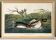 Poster about the Red-billed Grebe, based on an old engraving from 1827.