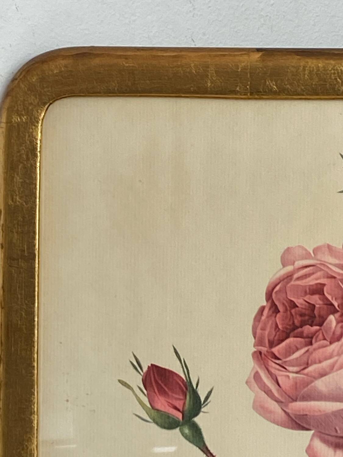 Botanical poster, Rosa Centifolia, after PJ Redouté