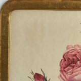 Botanical poster, Rosa Centifolia, after PJ Redouté