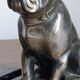 Delivered bulldogs from "Franjou"