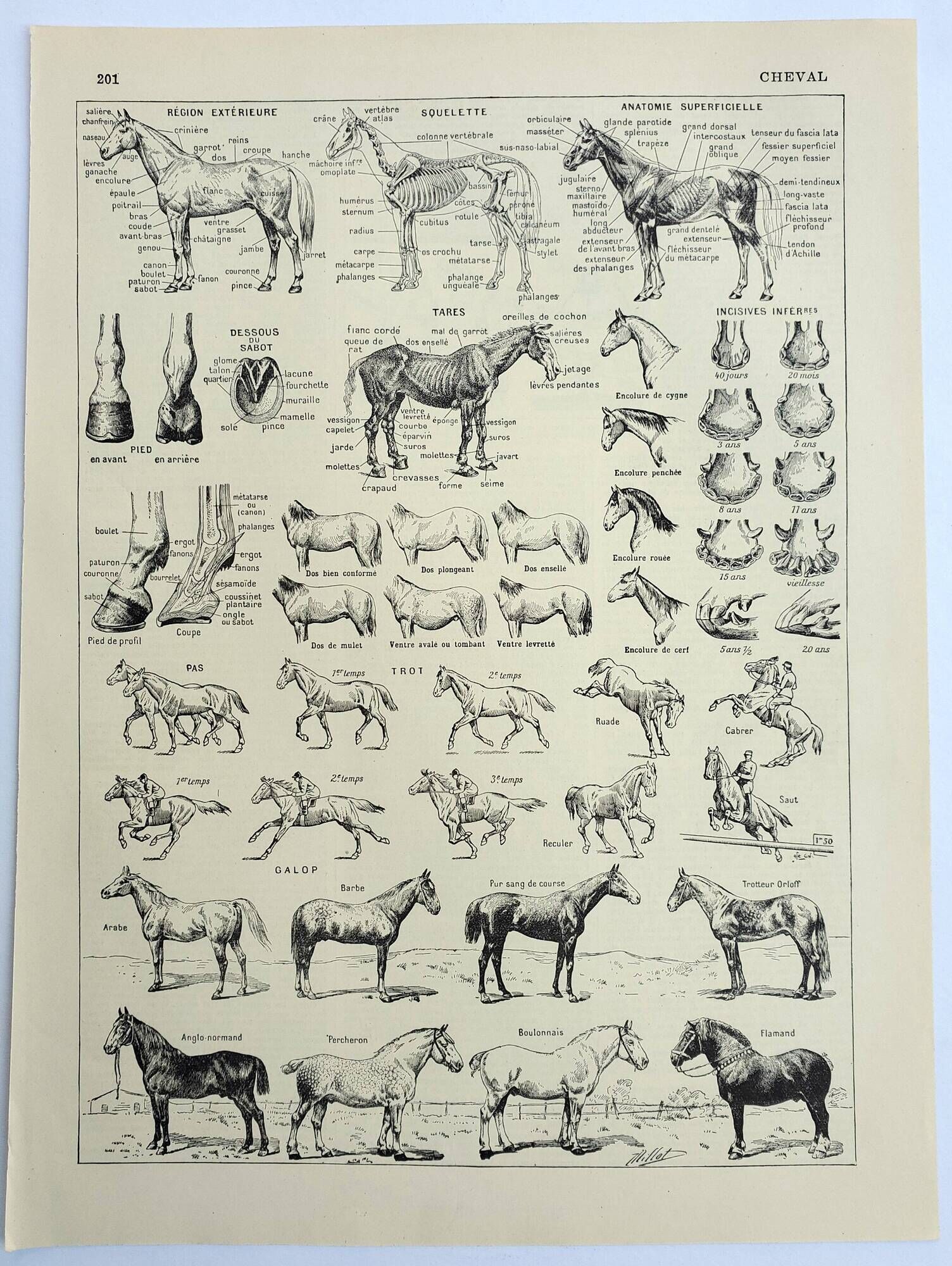 Antique engraving 1928, Horse, anatomy, breeds, mount, gallop • Lithograph, original illustration
