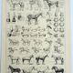 Antique engraving 1928, Horse, anatomy, breeds, mount, gallop • Lithograph, original illustration