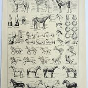 Antique engraving 1928, Horse, anatomy, breeds, mount, gallop • Lithograph, original illustration