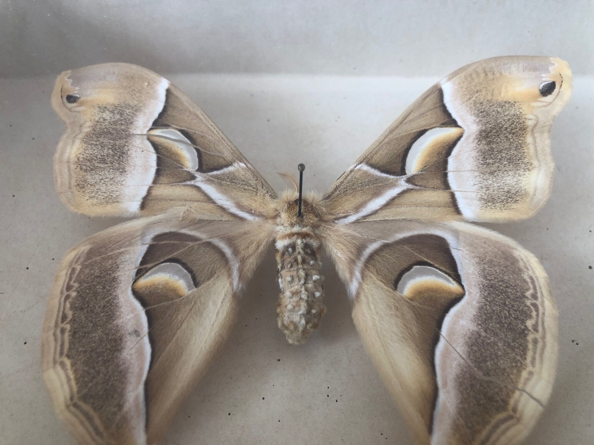 Naturalized butterfly frame