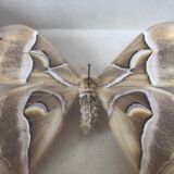 Naturalized butterfly frame