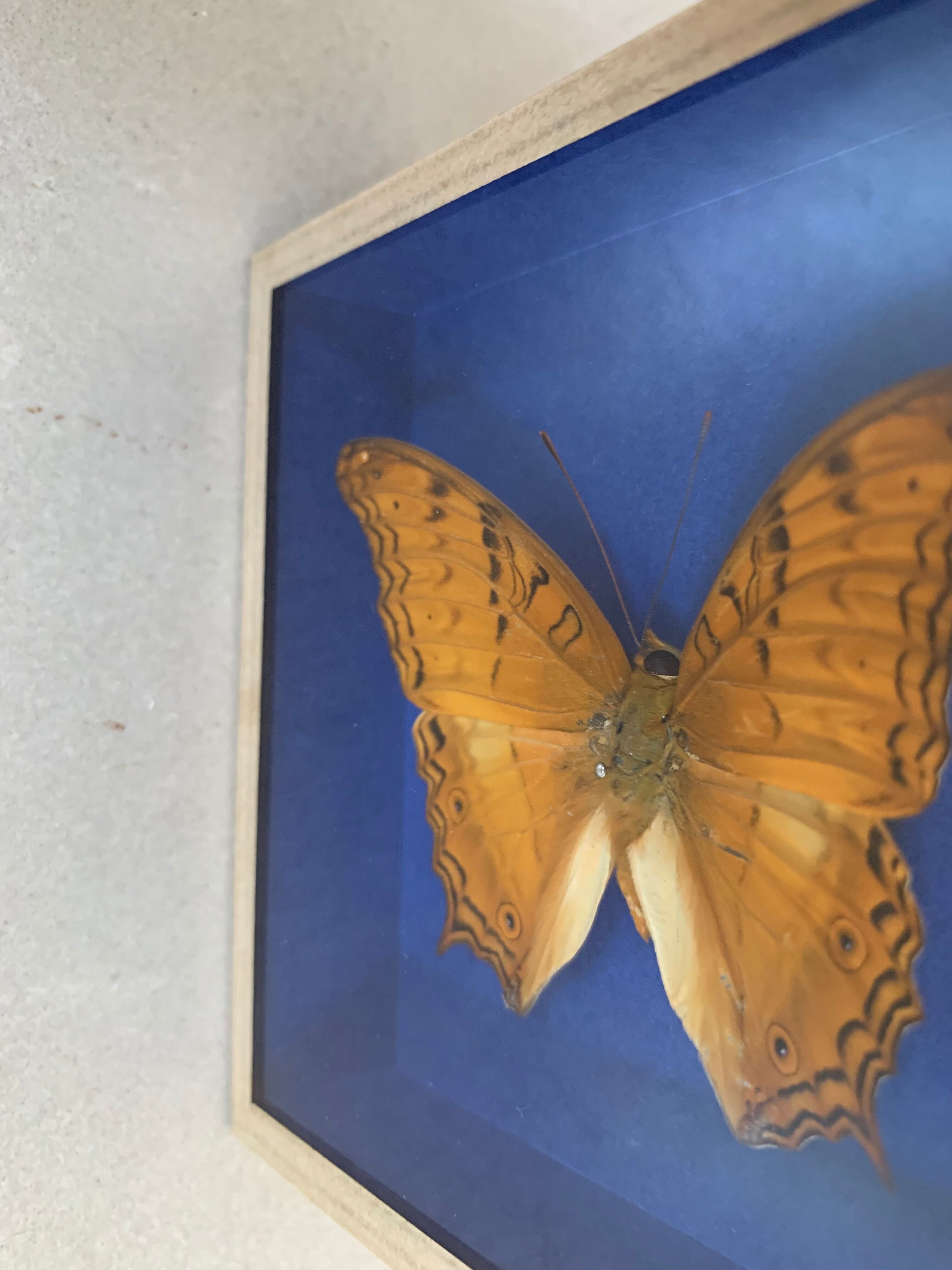 Butterfly stuffed under glass
