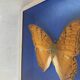 Butterfly stuffed under glass