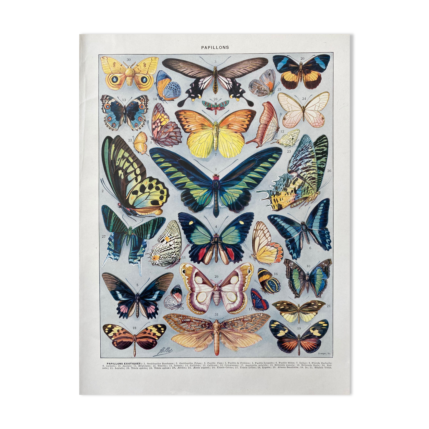 Old illustration Millot "Butterflies"