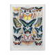 Old illustration Millot "Butterflies"