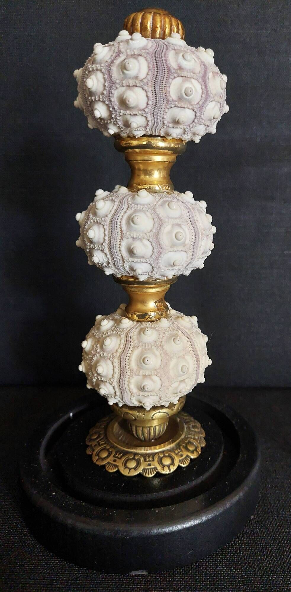 Cabinet de Curiosités globe avec oursins phyllacanthus imperialis
