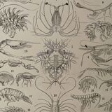 Lithograph on crustaceans from 1928