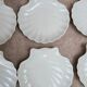 Set of 8 scallop shell plates