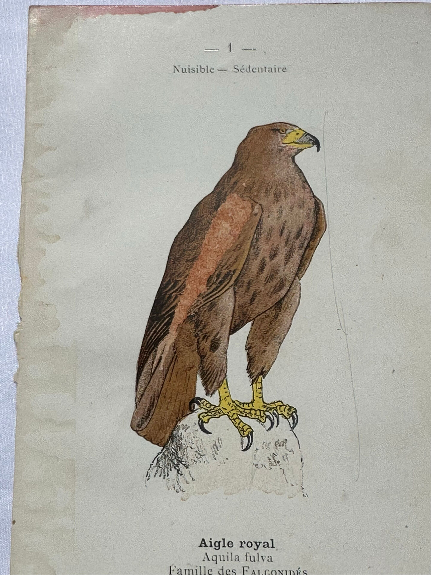 Planche Botanique Gravure oiseaux naturaliste  19eme recto verso  A