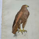 Planche Botanique Gravure oiseaux naturaliste  19eme recto verso  A