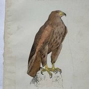 Planche Botanique Gravure oiseaux naturaliste  19eme recto verso  A