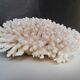 Corail authentique
