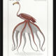 Chimera lithograph animal engraving - the pink flamoulpe