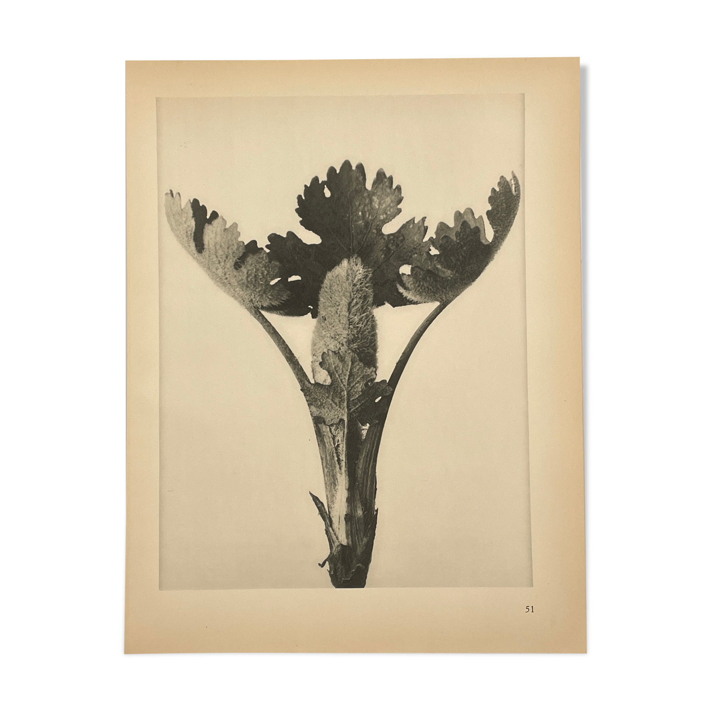 Rotogravure - Karl Blossfeldt