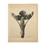 Rotogravure - Karl Blossfeldt