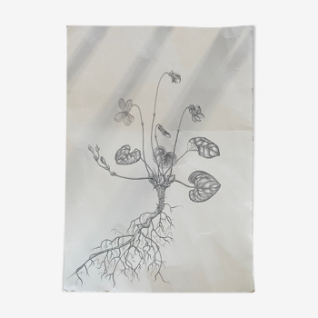 Black and white drawing, clean botanical plank