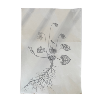 Dessin noir et blanc, planche botanique épurée