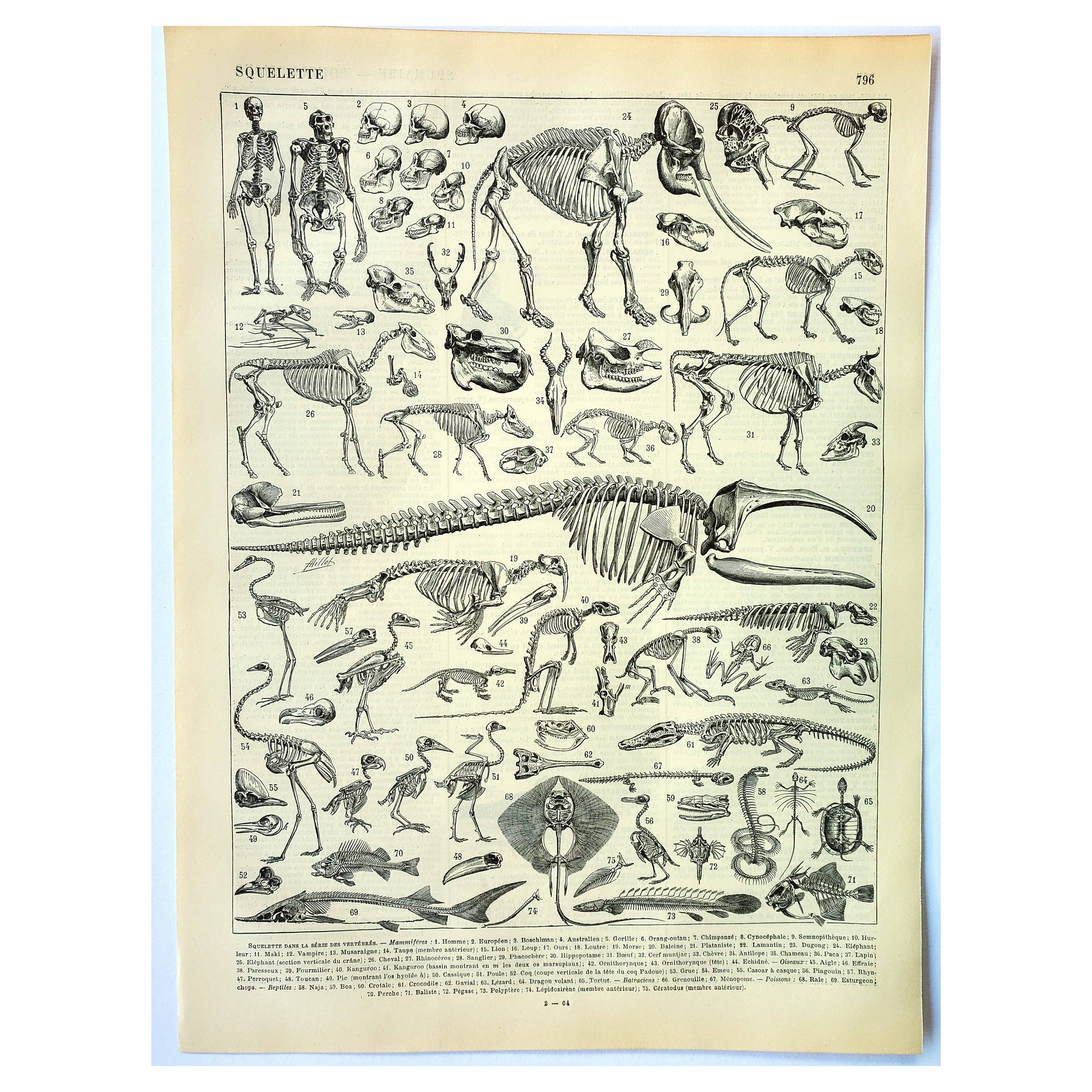 Antique engraving 1897 A. Millot - Animal skeletons, anatomy