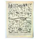 Antique engraving 1897 A. Millot - Animal skeletons, anatomy