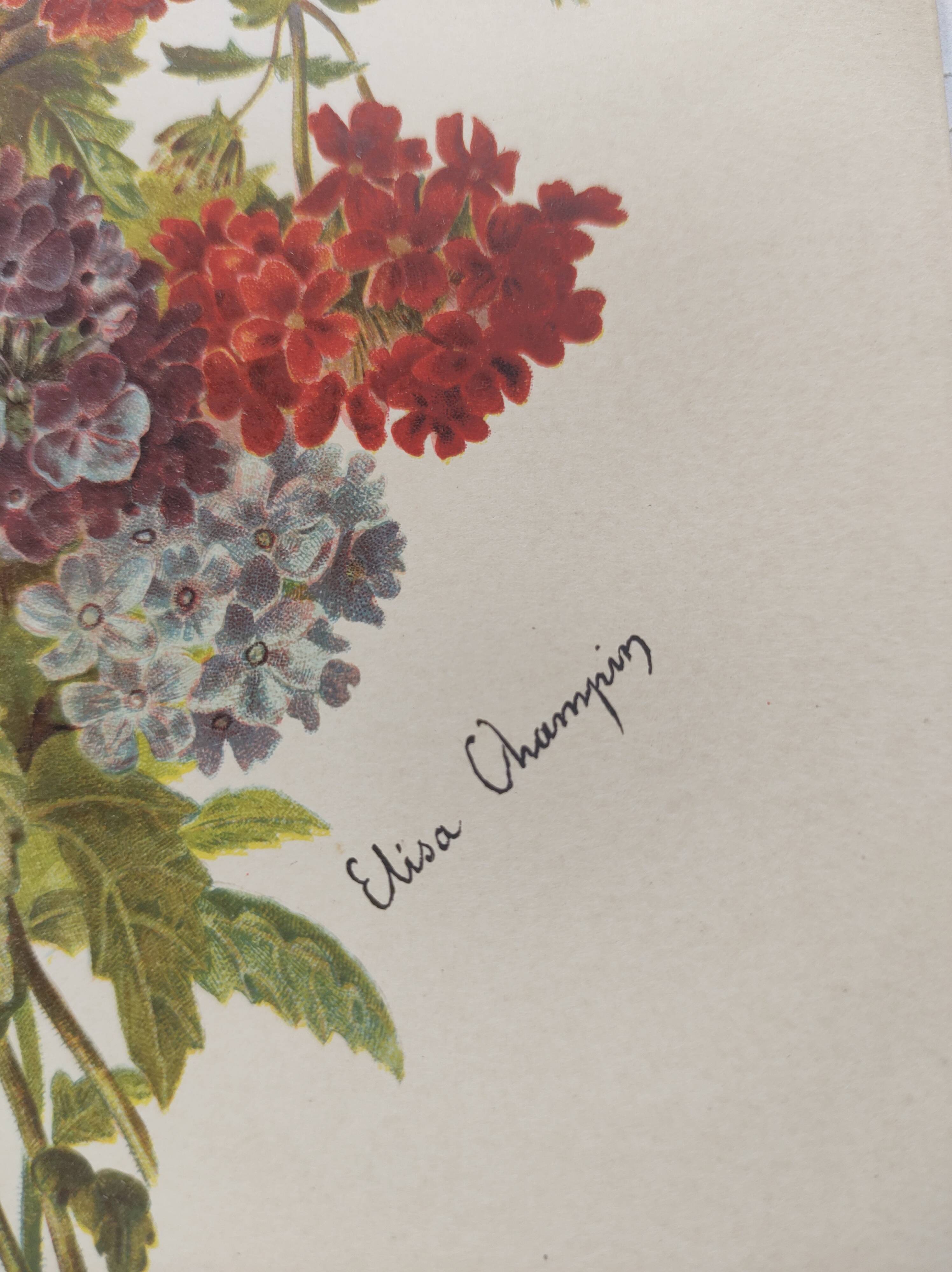 Gravure ancienne de 1899 de Élisa Champin -Verveine- Planche de fleurs