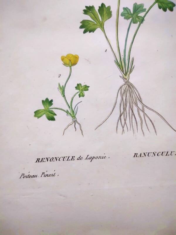 Antique botanical engraving from 1829 - Lapland buttercup - By PA Poiteau