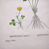 Antique botanical engraving from 1829 - Lapland buttercup - By PA Poiteau