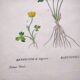 Antique botanical engraving from 1829 - Lapland buttercup - By PA Poiteau