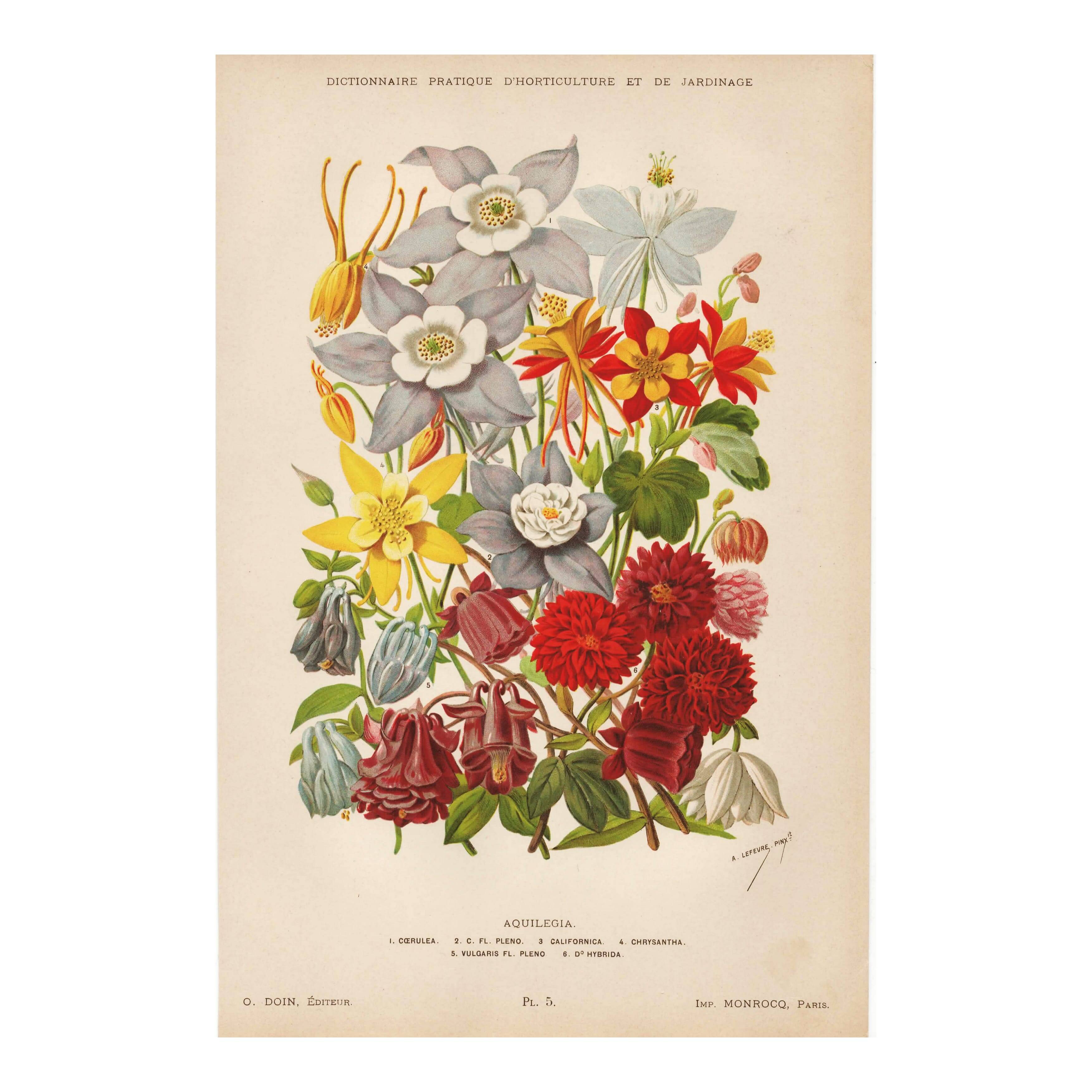 Botanical Engraving 1898 - Aquilegia - Flower in vintage chromolithography