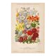 Botanical Engraving 1898 - Aquilegia - Flower in vintage chromolithography