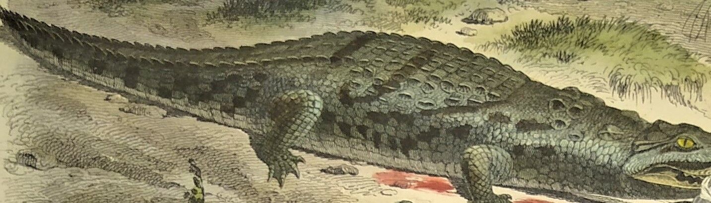 Original zoological plate of 1839 " the crocodile "