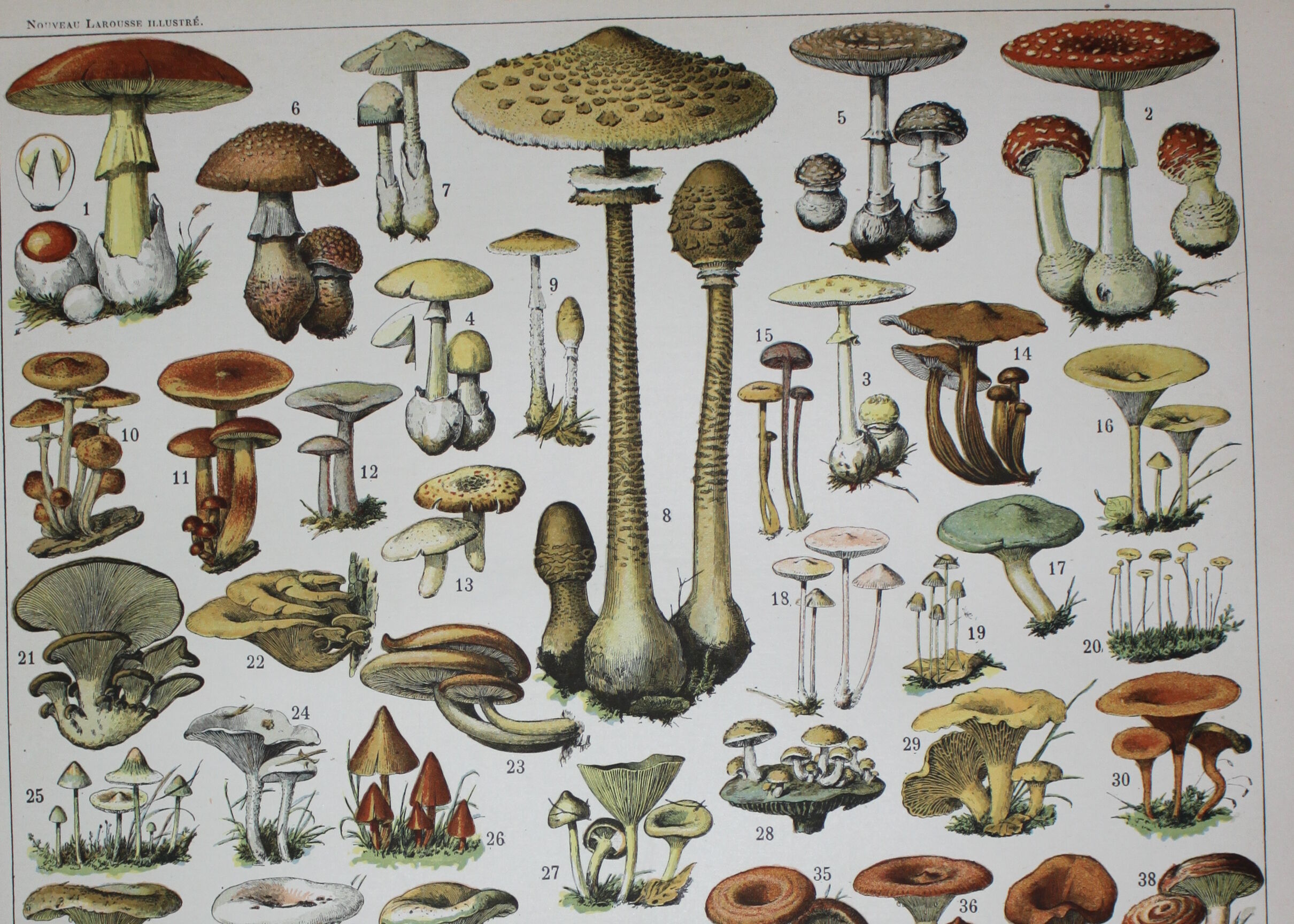 Engraving • Mushrooms 1, picking • Original lithograph from 1898