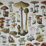 Engraving • Mushrooms 1, picking • Original lithograph from 1898
