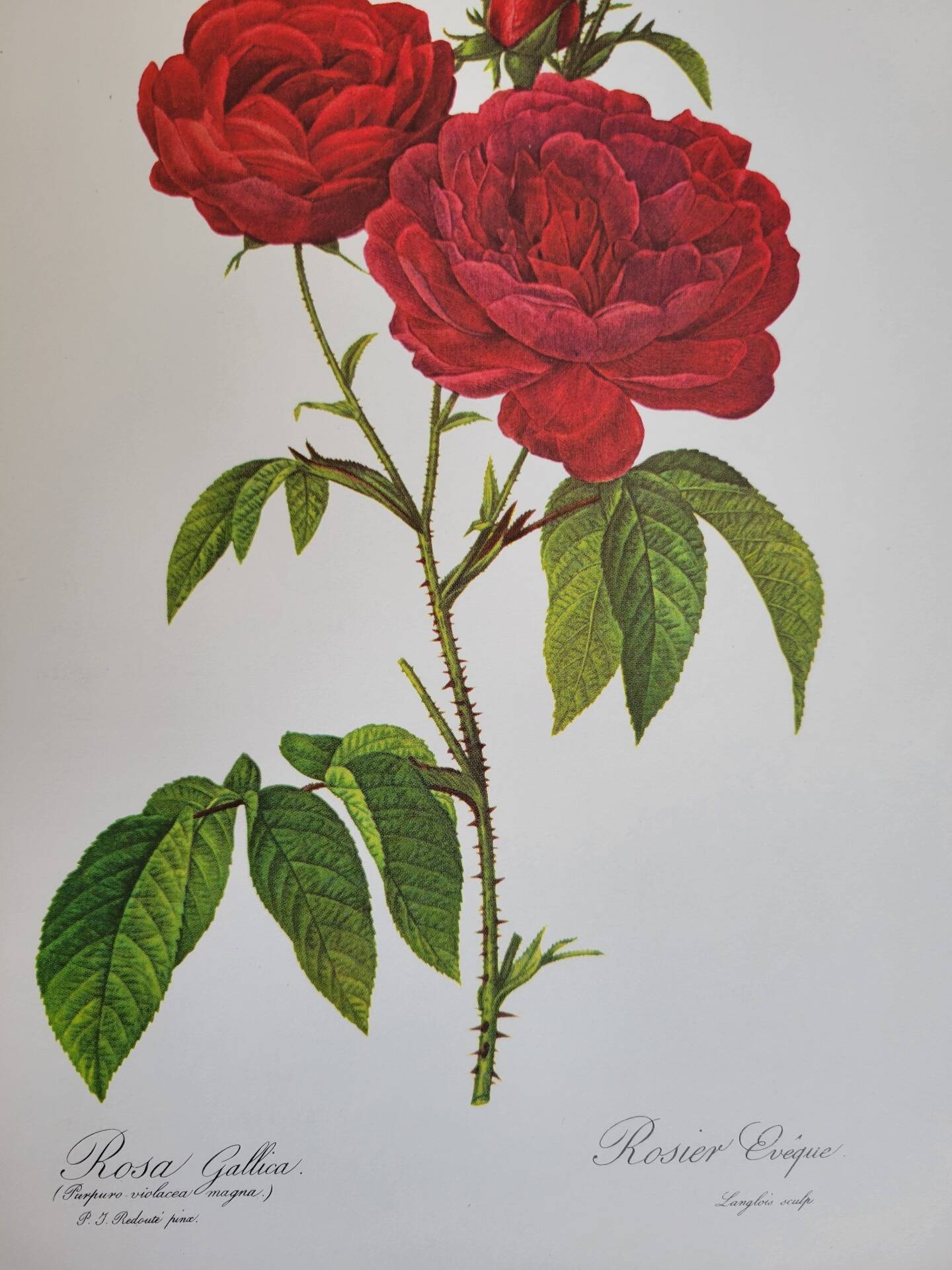 Botanical plate Rose Bishop P. J. Redouté 1960