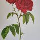 Botanical plate Rose Bishop P. J. Redouté 1960