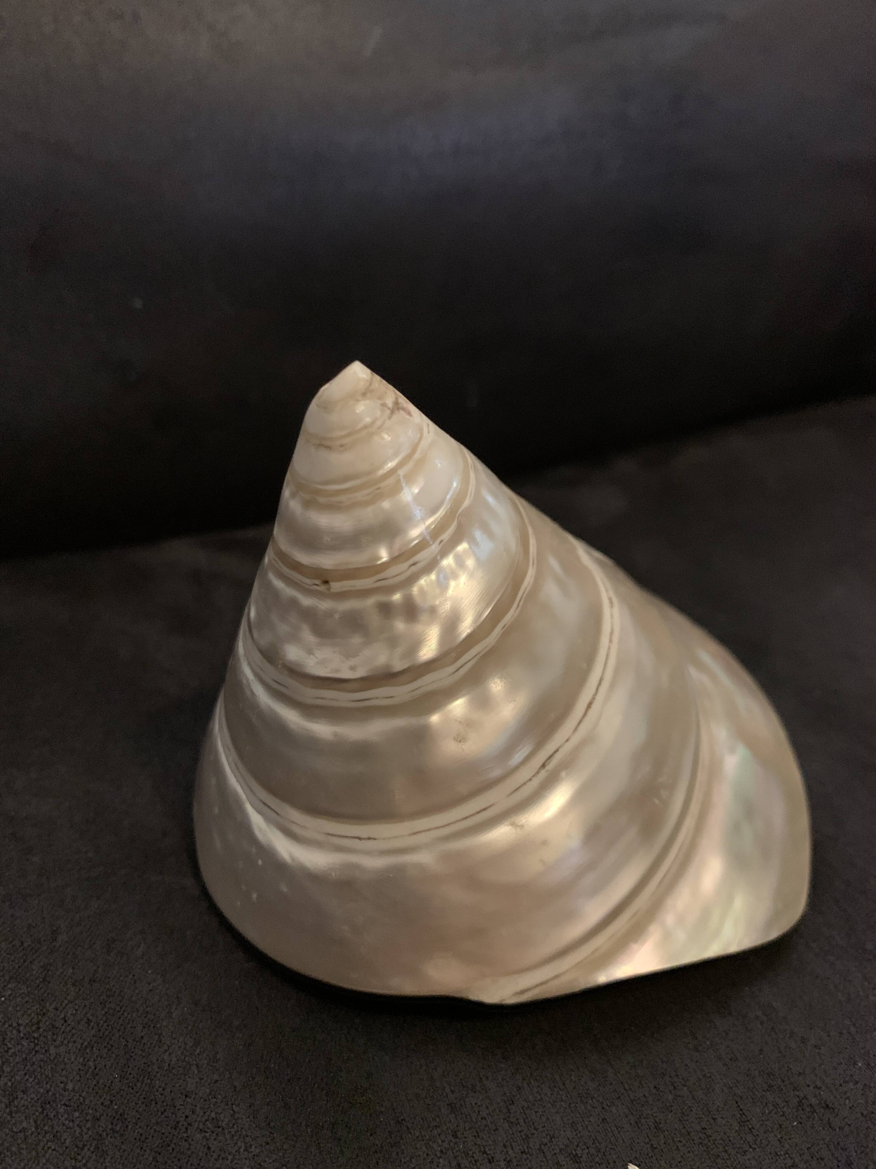 Troca shell decoration 8cm polished pearly Trocca Trochus decoration sea beach vintage old